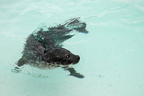 Online Deltager - Temadag - Dammarks Havplan (6-9-2021)