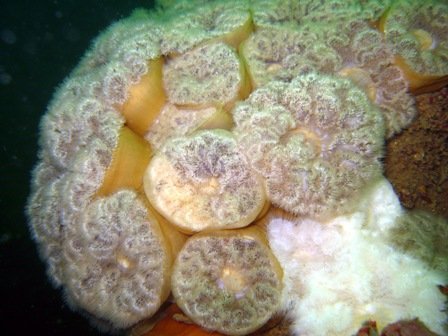 Ikke medlem - Temadag - Dammarks Havplan (6-9-2021)